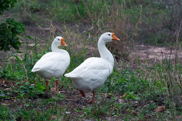 Two geese live in nature on organic farm.