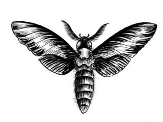 Fototapeta premium Nocturnal moth. Ink black and white drawing
