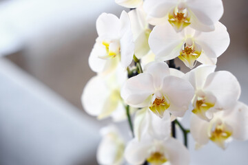 Closeup view of beautiful orchid flowers
