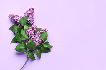 Purple lilac flowers on color background