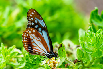 法花寺のアサギマダラ
