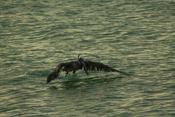 pelicano 6