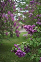Obraz premium lilac