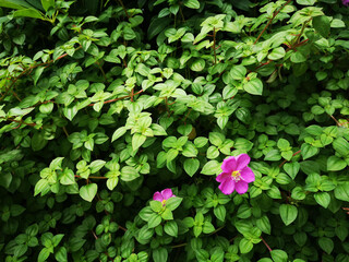 background of leaves