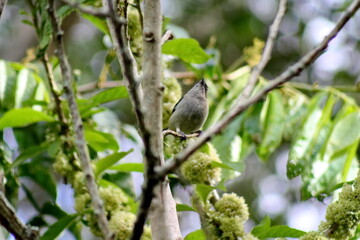 Scrub tanager (Stilpnia vitriolina) perched in a tree on a farm in the Intag Valley outside of Apuela, Ecuador