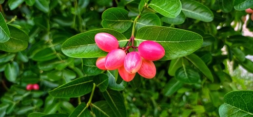 Mango yawning lemon booed.