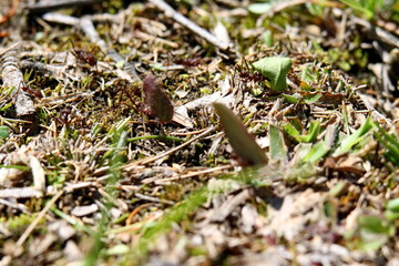 Leafcutter ant in a field in the Intag Valley outside of Apuela, Ecuador