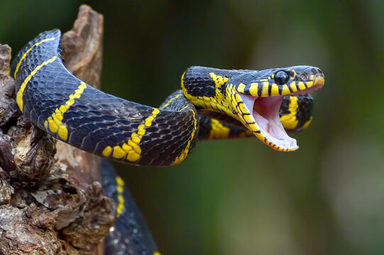 The gold-ringed cat snake in defensive mode