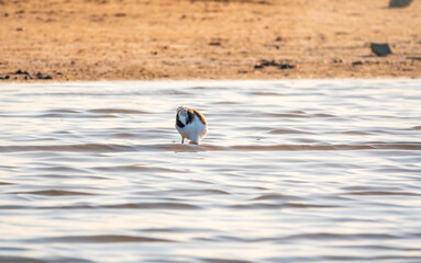 Water bird pied avocet, Recurvirostra avosetta, feeding in the lake. The pied avocet is a large...