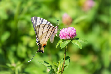 Beautiful Butterfly Scarce Swallowtail, Sail Swallowtail, Pear-tree Swallowtail, Podalirius. Latin...
