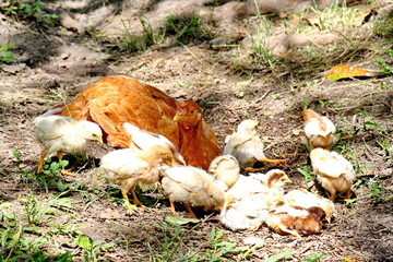 Hen with chicks on a farm in the Intag Valley outside of Apuela, Ecuador