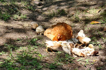 Hen with chicks on a farm in the Intag Valley outside of Apuela, Ecuador