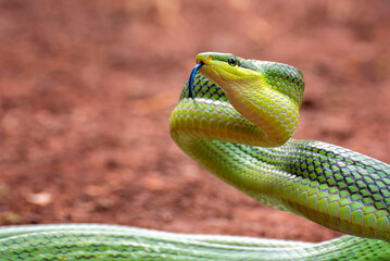 Red-tailed green rat snake in standing position , ready to attack