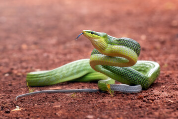 Red-tailed green rat snake in standing position , ready to attack