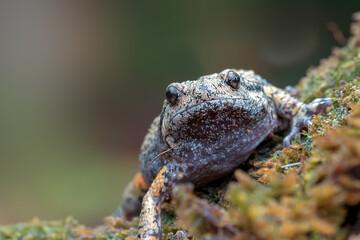  smooth-fingered narrow-mouthed frog in the moss