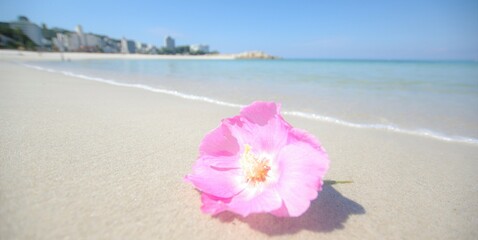 flower on the beach