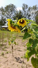 Sunflower in Kenya