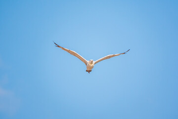 The European herring gull, Larus argentatus, flying in the clear blue sky.