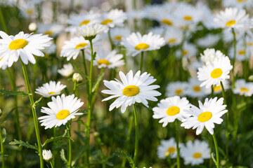Fototapeta premium Blooming Chrysanthemum Maximum in the park