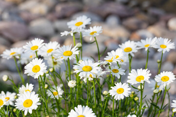 Blooming Chrysanthemum Maximum in the park