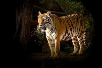 Indochinese tiger resting in the natural forest.
