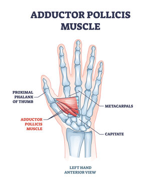 Adductor pollicis muscle with hand or palm skeletal system outline diagram. Labeled educational scheme with proximal phalanx of thumb, metacarpals and capitate bones vector illustration. Arm xray.