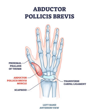 Abductor pollicis brevis muscle with hand and palm bones outline diagram. Labeled educational skeletal scheme with proximal phalanx of thumb, scaphoid or transverse carpal ligament vector illustration