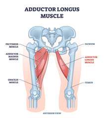 Adductor longus muscle location with hips and leg, ischium and femur, bones outline diagram. Labeled educational medical scheme with pectineus, magnus and gracilis muscular system vector illustration. - obrazy, fototapety, plakaty