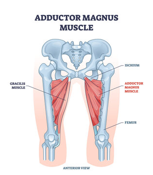 Adductor magnus muscle with ischium and femur skeleton outline diagram. Labeled educational gracilis muscular system from anterior view vector illustration. Human body hips and legs inner structure.