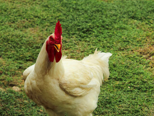 Gallo blanco, cresta roja, plumas blancas, granja 