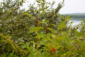 Fototapeta na wymiar Bushes with blue berries on the background of the lake in summer