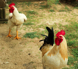 gallo blanco, gallo criollo, cresta roja, dos gallos en el granja 