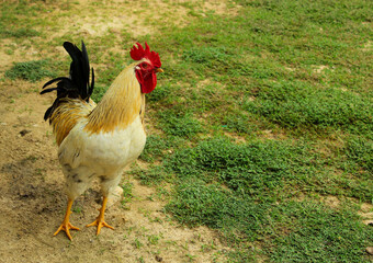 gallo, cresta roja, plumas amarilla, plumas negras