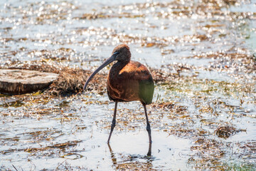 The glossy ibis, latin name Plegadis falcinellus, searching for food in the shallow lagoon.