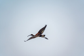 A graceful water bird glossy ibis, latin name Plegadis falcinellus, flying in blue sky