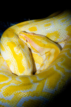 Golden Thai Python or Python molurus bivittatus