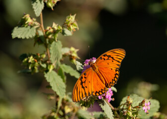butterfly on flower