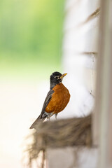 Robin parent has brought a large worm back to the nest for feeding to their newly hatched birds. 