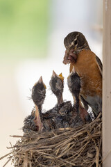 Robin parent has brought a large worm back to the nest for feeding to their newly hatched birds. 