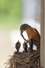 Robin parent has brought a large worm back to the nest for feeding to their newly hatched birds. 