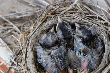 Robin parent has brought a large worm back to the nest for feeding to their newly hatched birds. 