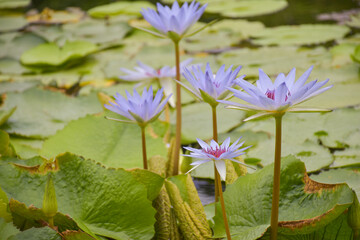  white and blue lotus blooming beautiful flowers in water garden park chathuchack Thailand