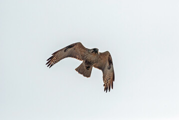 Obraz premium ノスリ‐14