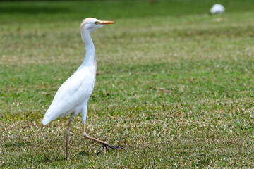 A Cattle Egret (bubulcus ibis) prowls a local park in Honolulu in search of food such as insects, arthropods, small reptiles, bird eggs and nestlings, some fish, also garbage..