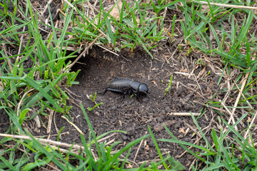 A cricket near its hole on the lawn. Closeup insect. Gryllus campestris.