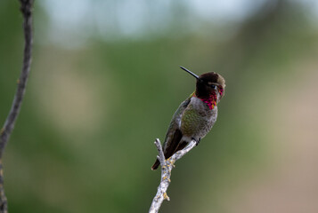 hummingbird
