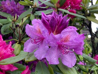 Rhododendronblüten in verschiedenen Farben nach dem Regen