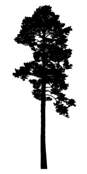 Silhouette of a tree on a white background. Realistic black and white illustration of a pine tree.