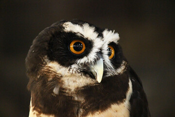 顔を横に向けているメガネフクロウ