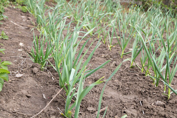 Selective focus shot of Garlic which growing healtly in the garden